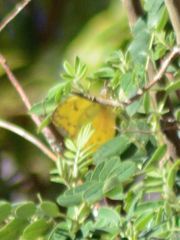 Phoebis philea philea