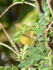 Phoebis philea philea