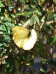 Phoebis philea philea