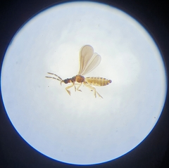 Enicocephalidae