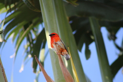 Foudia madagascariensis