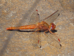 Crocothemis sanguinolenta