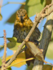 Icterus abeillei