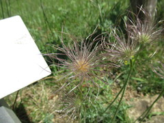 Pulsatilla vulgaris