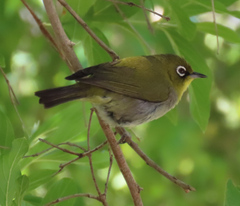 Zosterops virens capensis