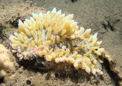 Heteractis aurora
