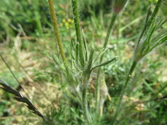 Pulsatilla vulgaris