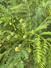 Leucaena