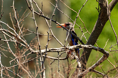 Halcyon leucocephala