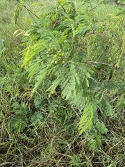 Leucaena