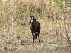 Hippotragus niger