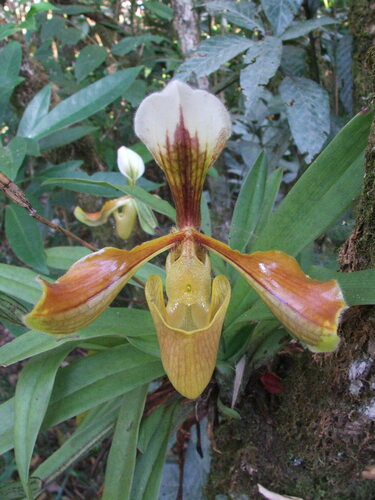 Hairy Slipper Orchid