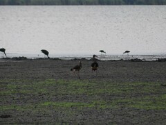 Plectropterus gambensis