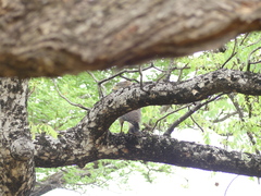 Circaetus cinerascens