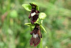 Ophrys insectifera