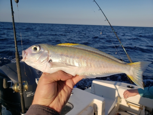 Blackline Tilefish (Caulolatilus cyanops) — Malacanthidae — 5