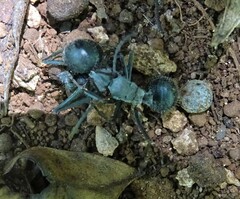 Polyrhachis schistacea