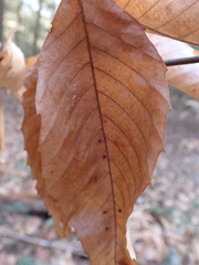 Acalitus ferrugineum