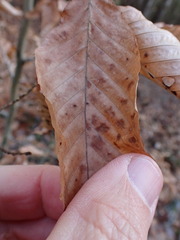 Acalitus ferrugineum