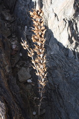 Image of Rogeria longiflora