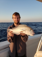 Caulolatilus microps