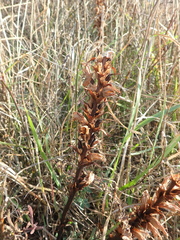 Orobanche