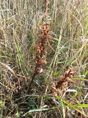 Orobanche
