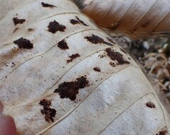 Acalitus ferrugineum