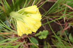 Eulophia leontoglossa