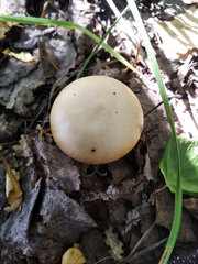 Amanita fulva
