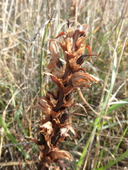 Orobanche