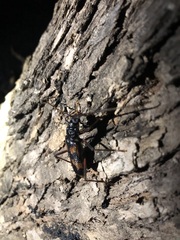 Phoracantha semipunctata