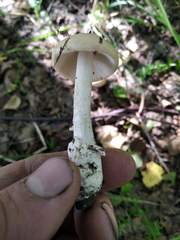 Amanita fulva