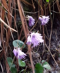 Soldanella carpatica