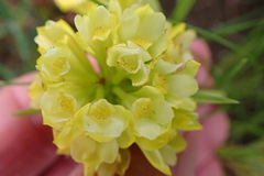 Eulophia leontoglossa
