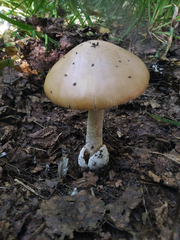 Amanita fulva