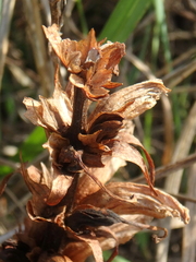 Orobanche