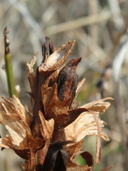 Orobanche