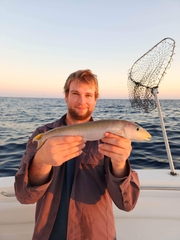 Malacanthus plumieri