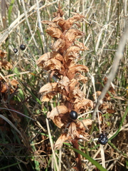 Orobanche