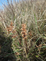 Orobanche