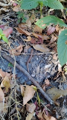 Scincella formosensis