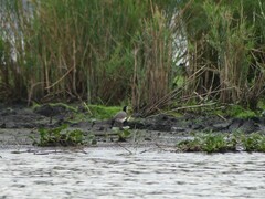 Vanellus crassirostris