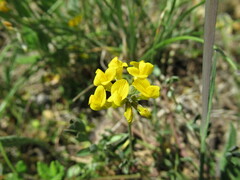Hippocrepis comosa