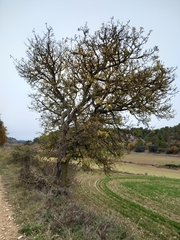 Pyrus spinosa