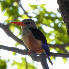Halcyon leucocephala