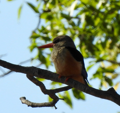 Halcyon leucocephala
