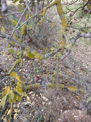 Pyrus spinosa