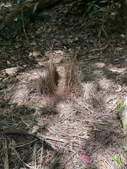 Ptilonorhynchus violaceus