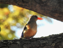 Halcyon leucocephala